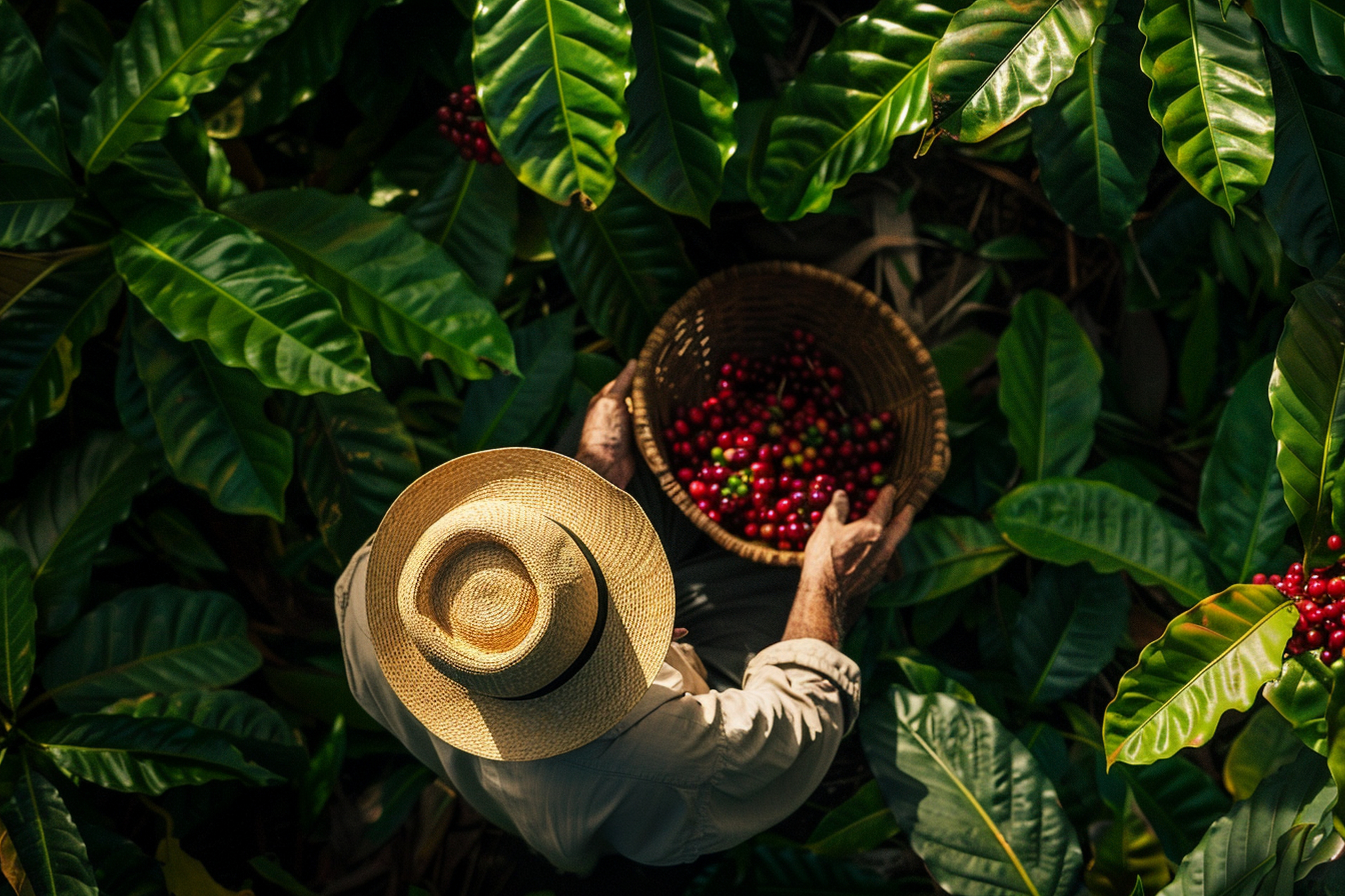 Công ty Cổ phần Xuất nhập khẩu Nông sản An Lộc Phát