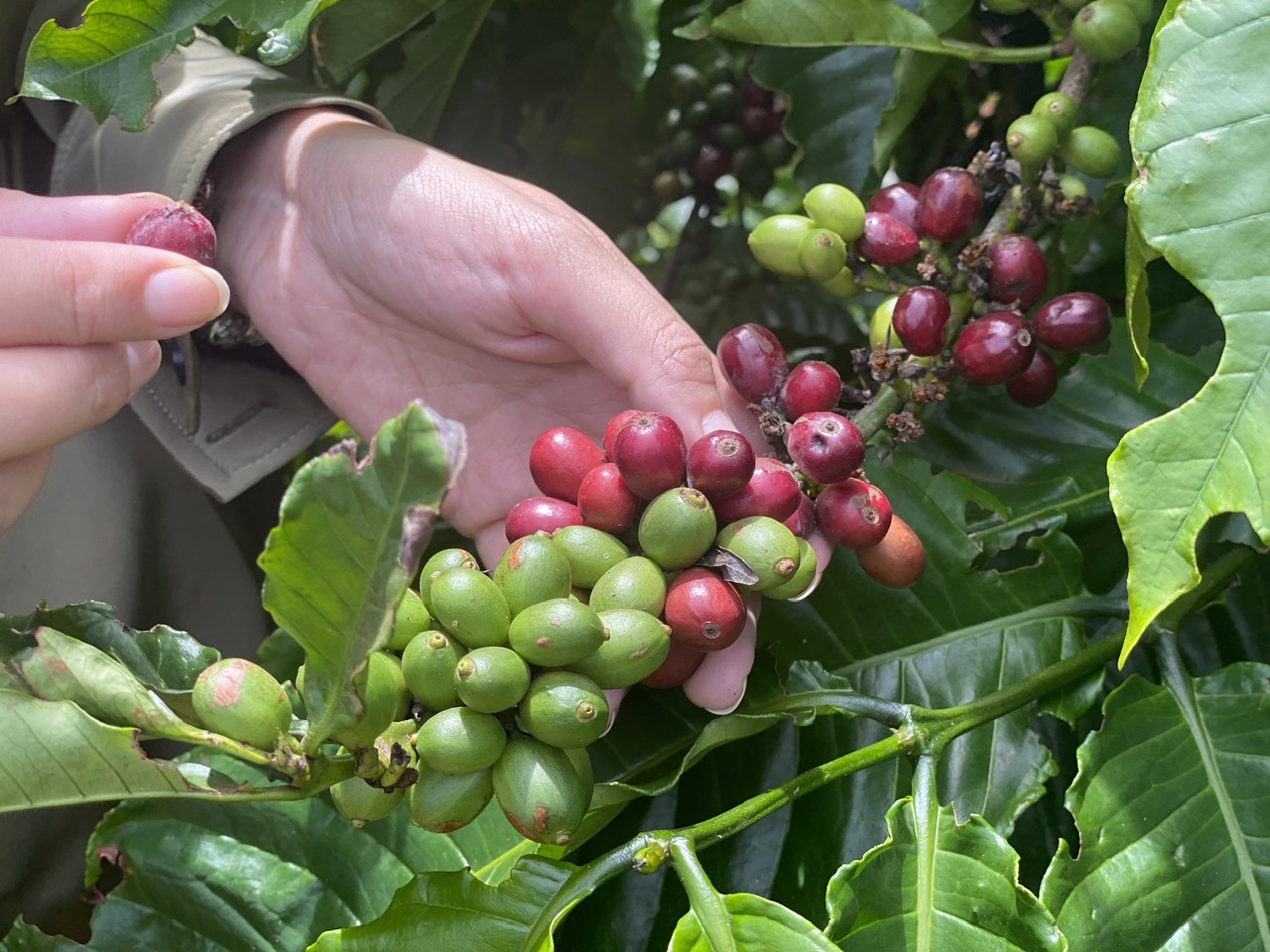 Công ty CP Tập đoàn Đầu tư Thương mại Xuất nhập khẩu Minh Đăng